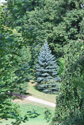 Picea pungens 'Glauca' - smrk pichlavý - habitus - léto (106)